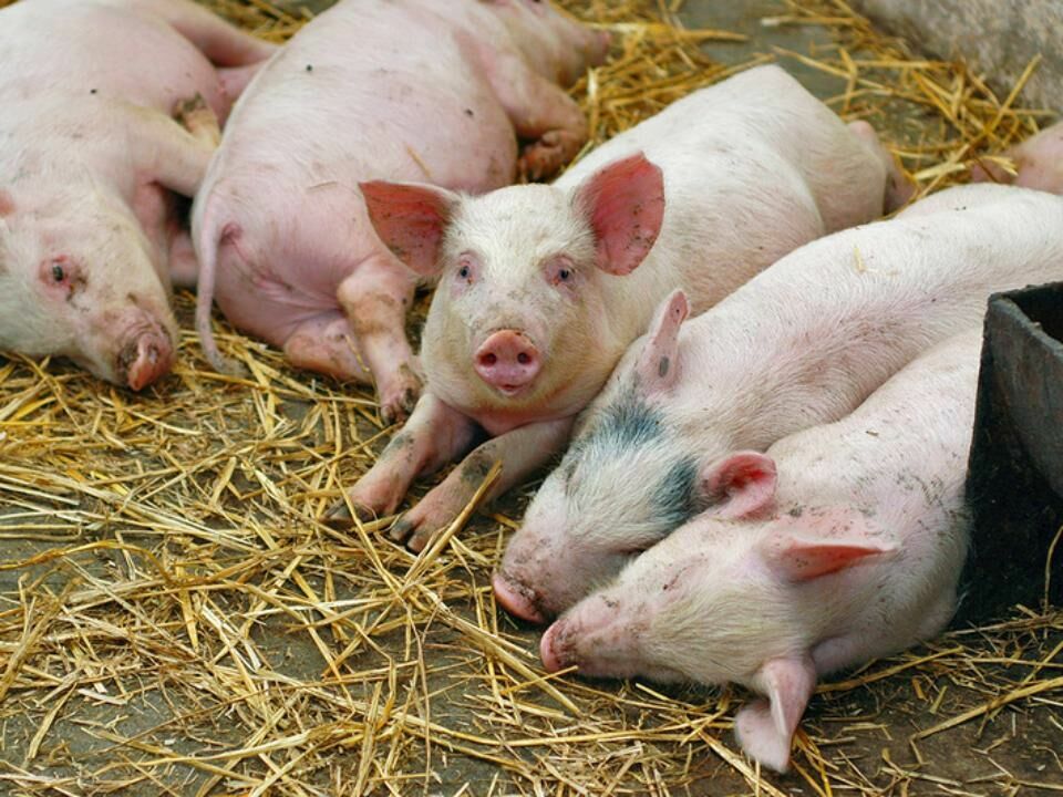 Режим ЧС введен в Самарской области после вспышки африканской чумы свиней