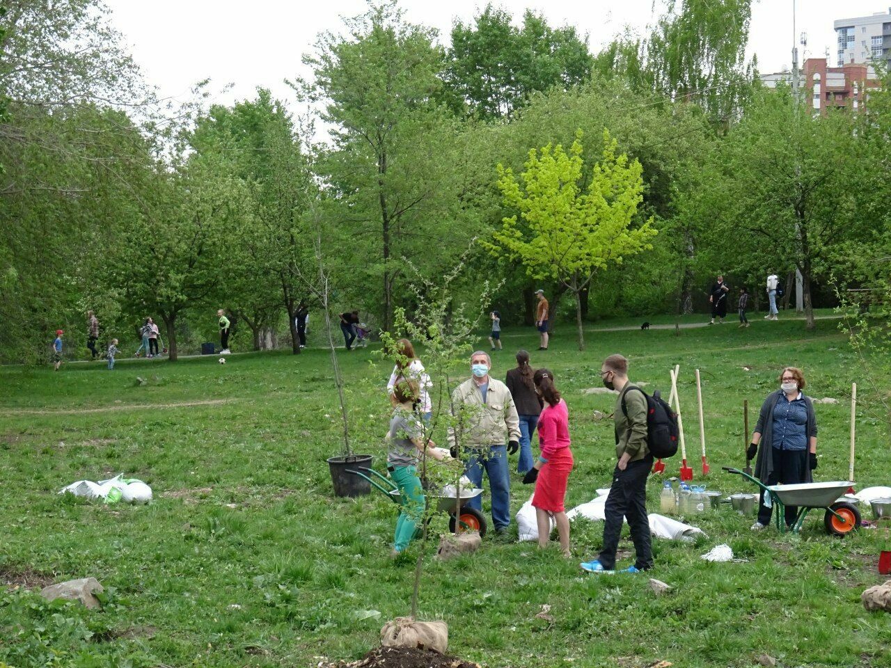 Посадку деревьев в Екатеринбурге назвали "экологическим экстремизмом"