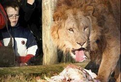 Жирафенка скормили льву на глазах у детей в Калининградском зоопарке