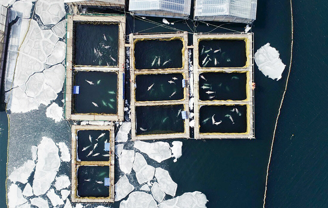 Часть животных из "китовой тюрьмы" отправят в океанариумы