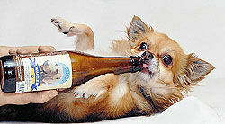 В Германии изобрели пиво для собак