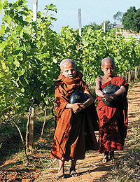 В Мьянме открылся первый винзавод