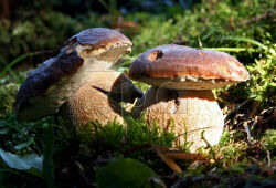 Жители Латвии отправились на поиски грибов  ночью