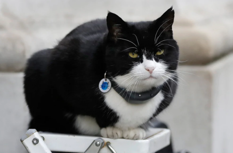МИД Великобритании принял отставку главного кота-мышелова