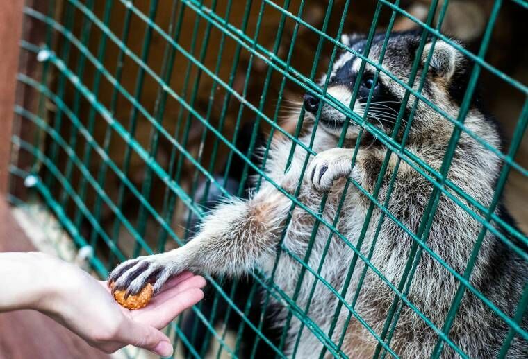 С 1 января контактные зоопарки в России запретили. Но не совсем