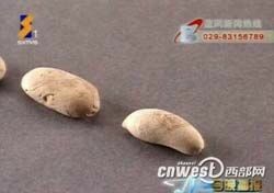 В Китае нашли арахис 2100-летней давности