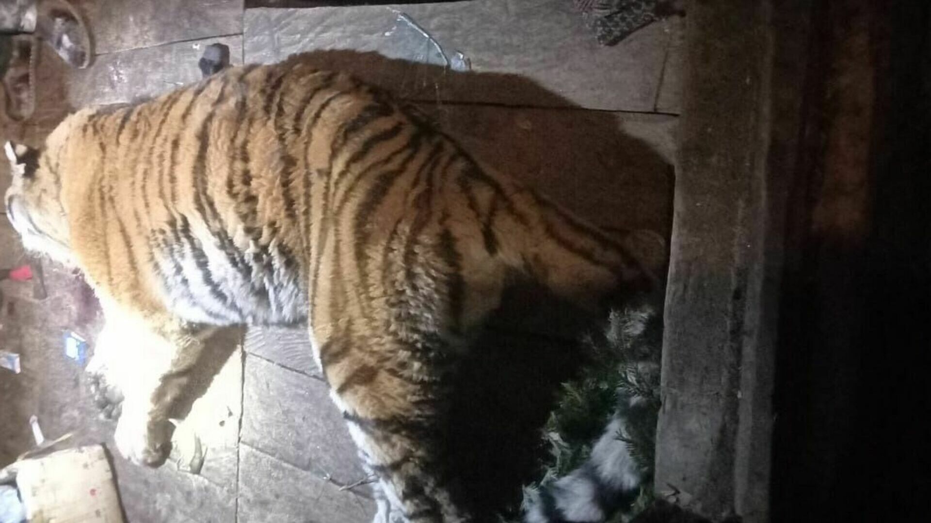 Убитый тигр