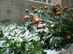 Первый снег в Москве выпадет на следующей неделе