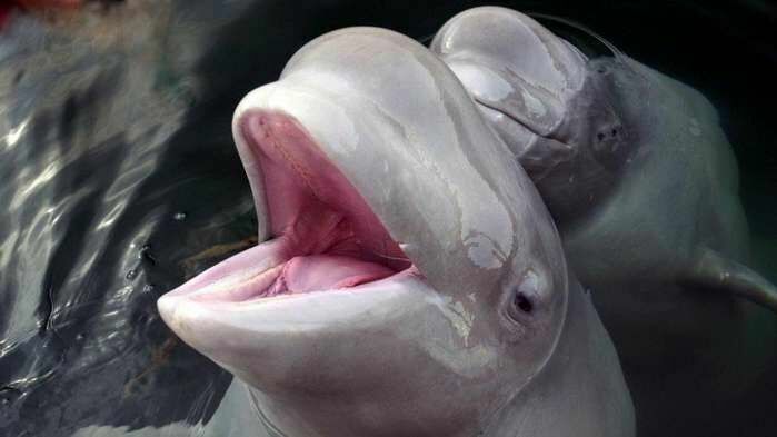 Жан-Мишель Кусто просит освободить косаток из "китовой тюрьмы" в Приморье