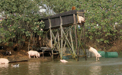Фермер научил своих свиней прыгать с вышки