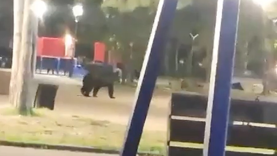 В Приморском крае по детской площадке разгуливал медведь
