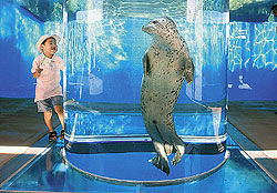 В Японии открылся гигантский аквариум