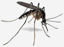 В Москве появились первые комары