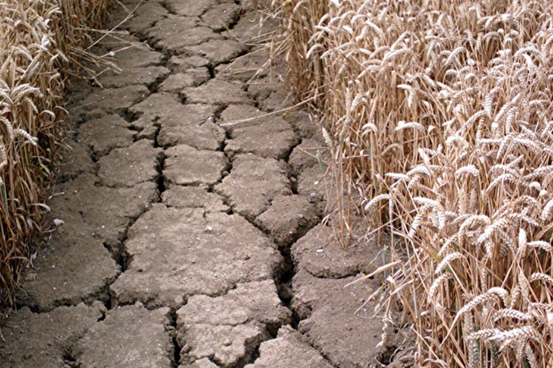 Засуха в Омской области уничтожила урожай на 60 тыс. га