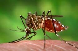 Комары-мутанты убивают бразильцев: сотни тысяч жертв