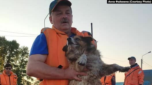 Добровольцы спасают животных от наводнения в Иркутской области