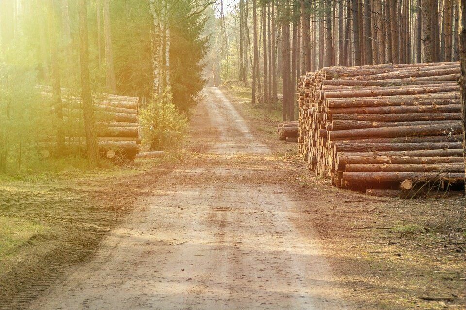 Вопрос дня: куда делся российский лес?