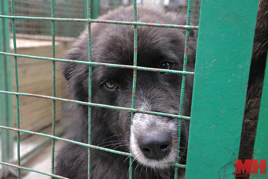 Жители Приморского края требуют закрыть «концлагерь для собак»