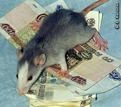 Блогосфера, 18 ноября: и какая крыса съела московскую зарплату в 90 тысяч рублей?