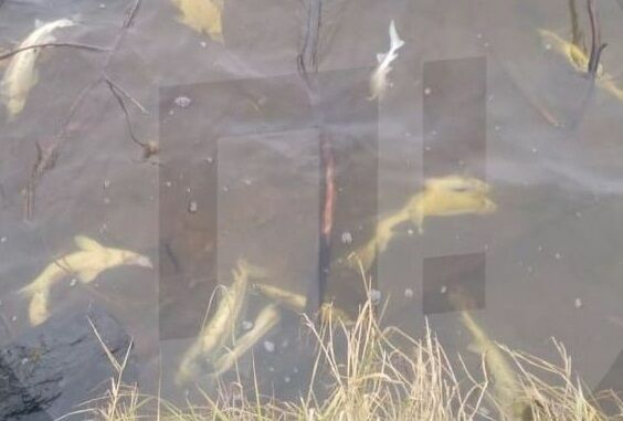 В Москве-реке обнаружили массовую гибель рыбы