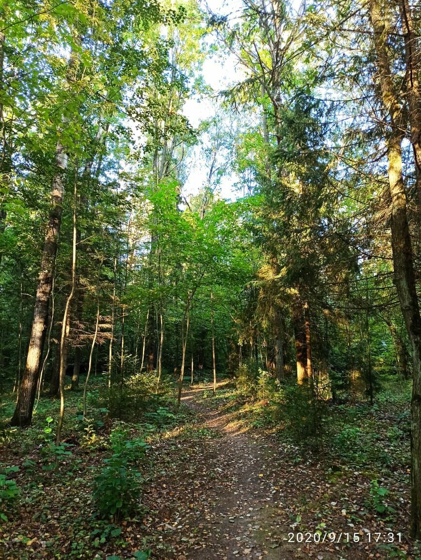 Суд приговорил 726 га реликтовых лесов у Звенигорода под вырубку и застройку