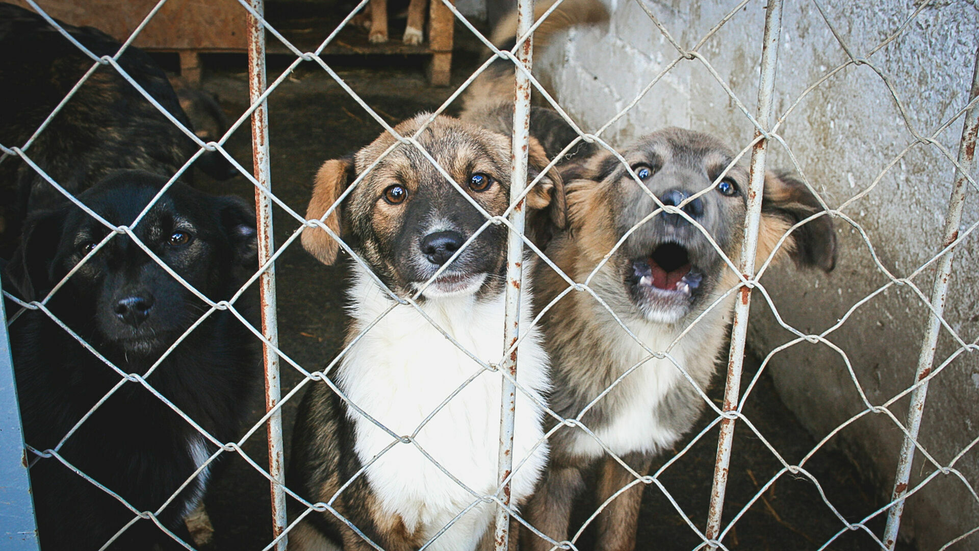 Власти Магаданской области предлагают "ссылать" бродячих собак на Колыму