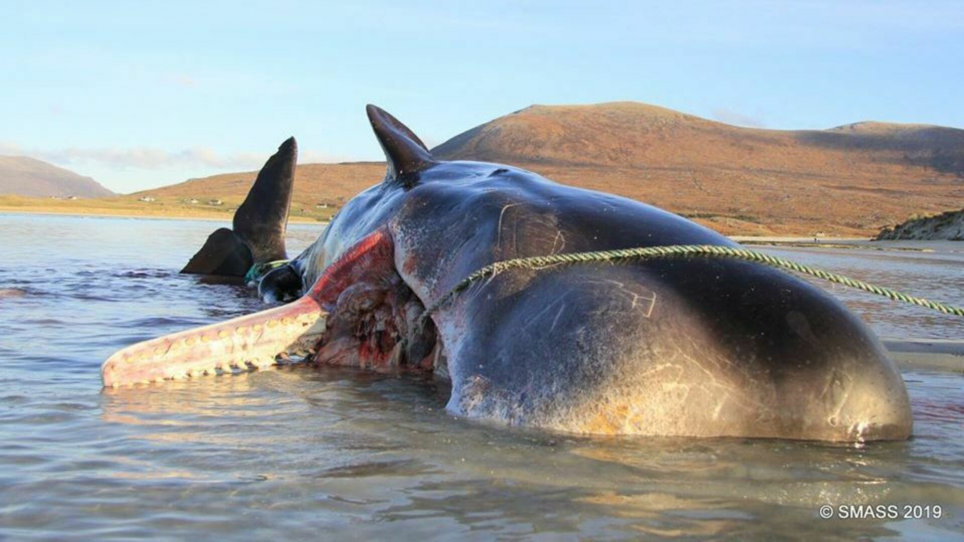 Сколько китов погибло. Большие морские животные. Кашалот. Кашалот фото.
