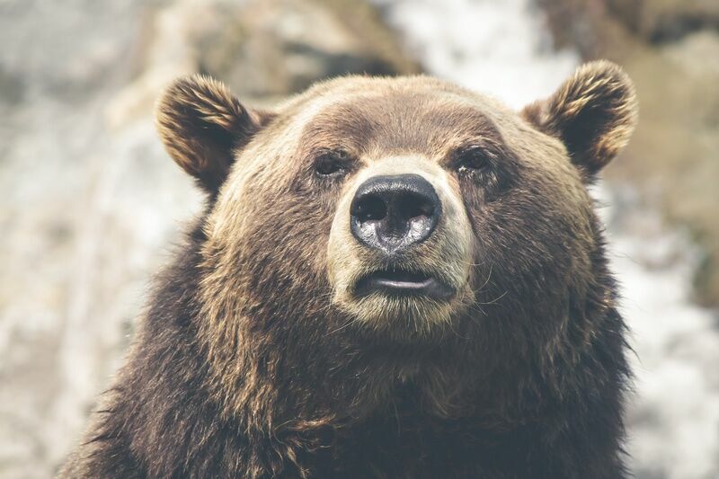 На Сахалине опровергли информацию о том, что медведь съел парня и девушку
