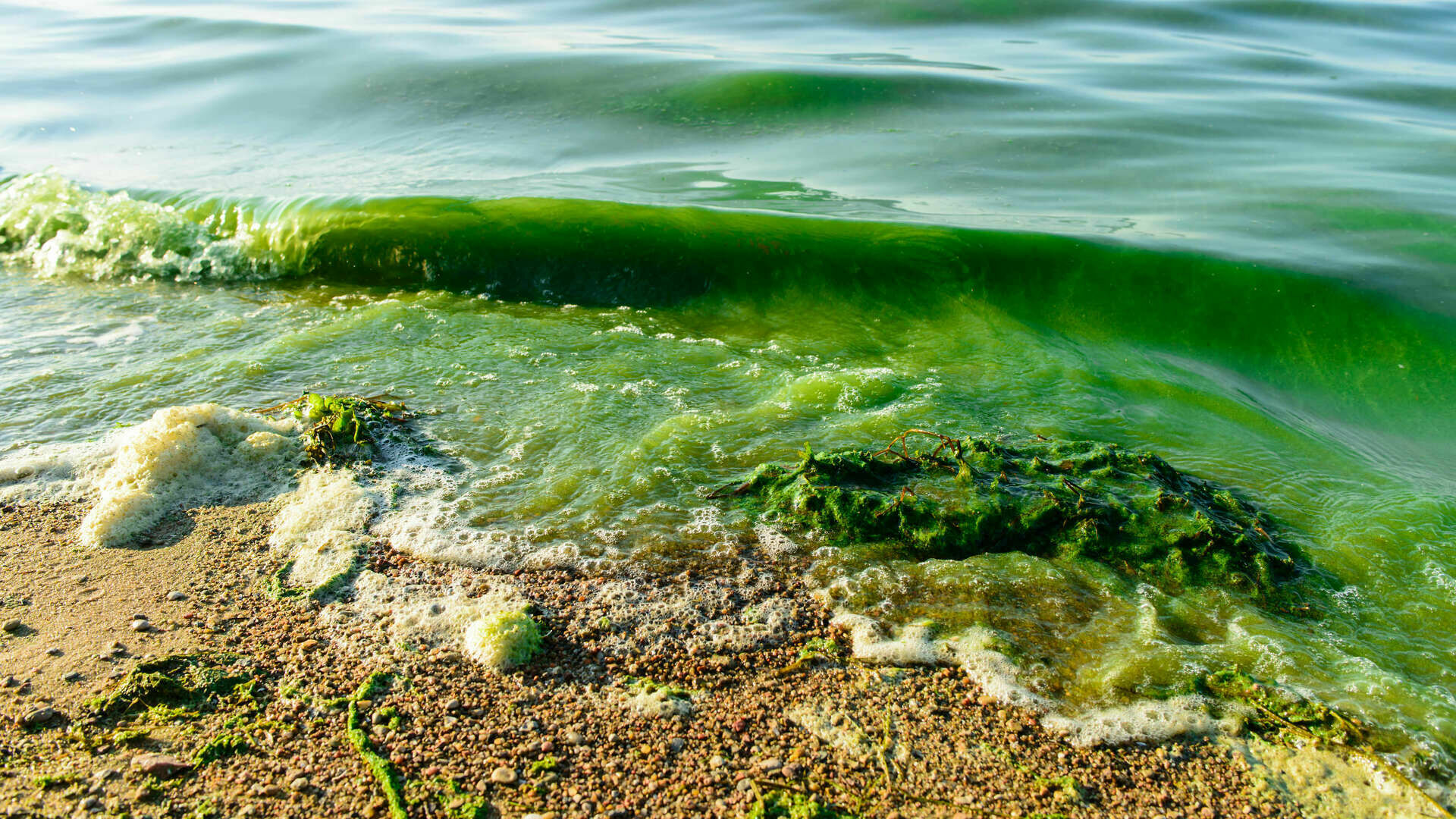 Ученые выявили у берегов Приморья рекордно высокую концентрацию токсичных водорослей