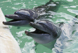 Боевые дельфины Крыма будут служить в российском ВМФ