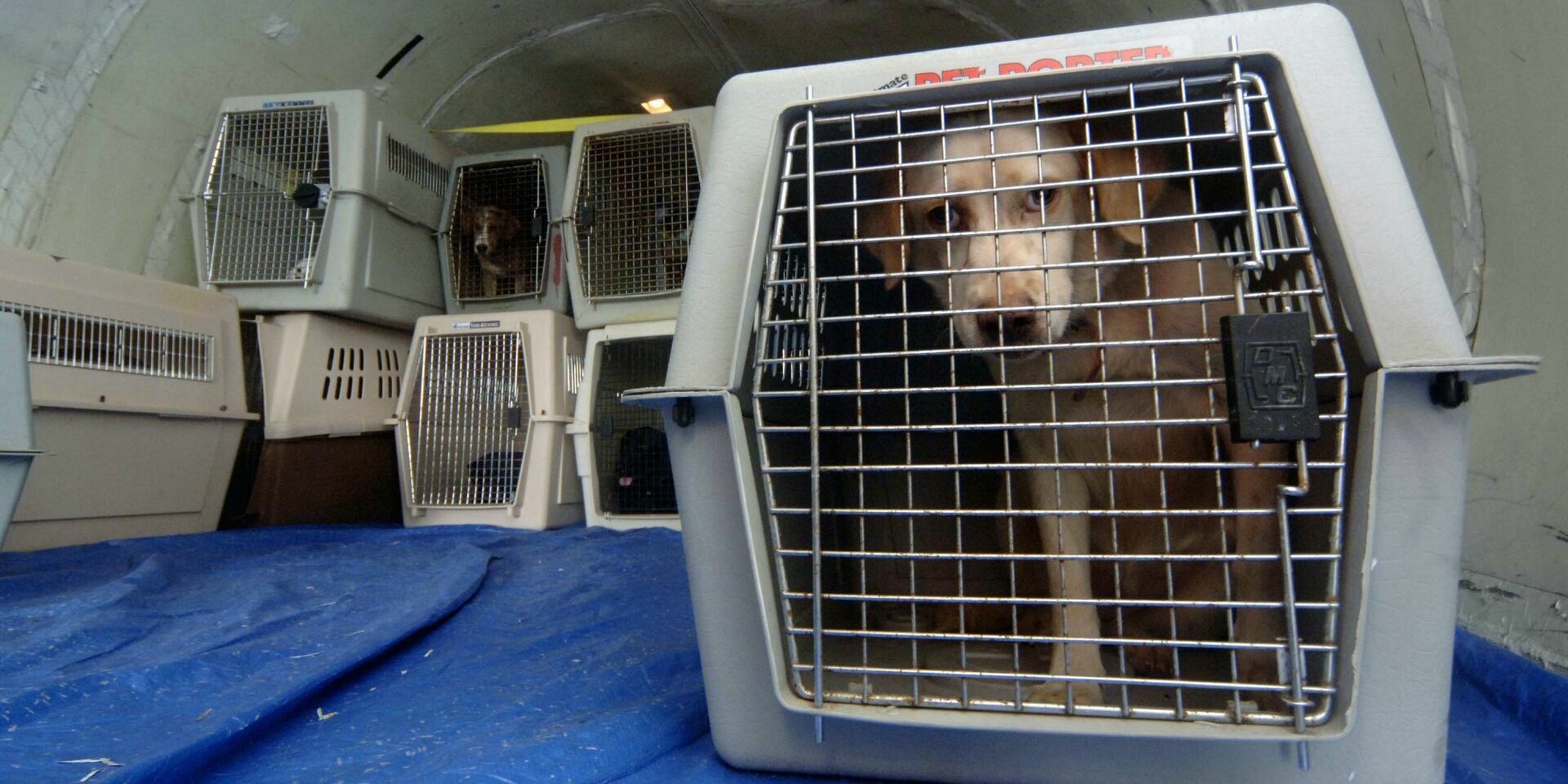 В США собака умерла после требования стюардессы положить её на багажную полку