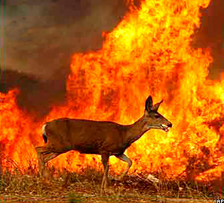 Биологи считают, что спастись от лесных пожаров удастся лишь крупным млекопитающим.