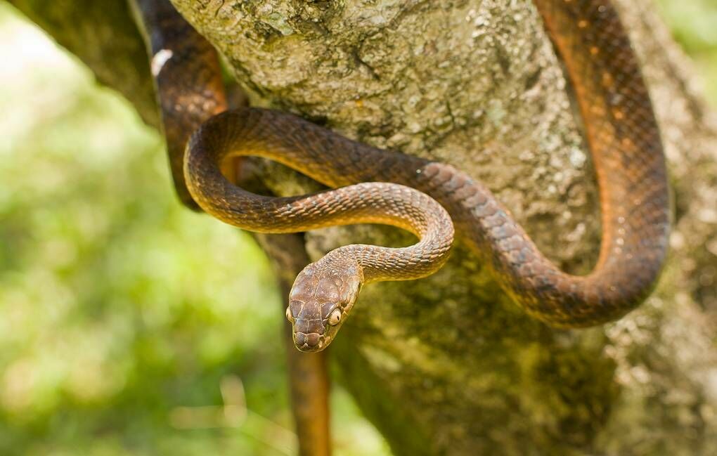 Змея на выдумки хитра: ученые открыли новый вид передвижения у пресмыкающихся