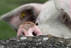 Африканская чума свиней пока настигла только двух домашних хрюшек в МО