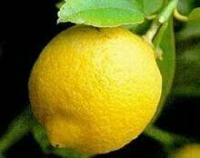 Вера Сердюк из Екатеринбурга вырастила лимон-гигант