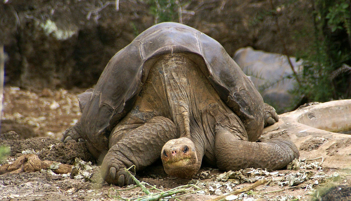 На Галапагосах неизвестные похитили свыше 100 особей гигантских черепах