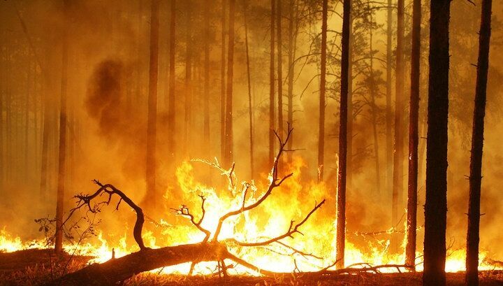 За сутки площадь лесных пожаров в Забайкалье увеличилась вдвое