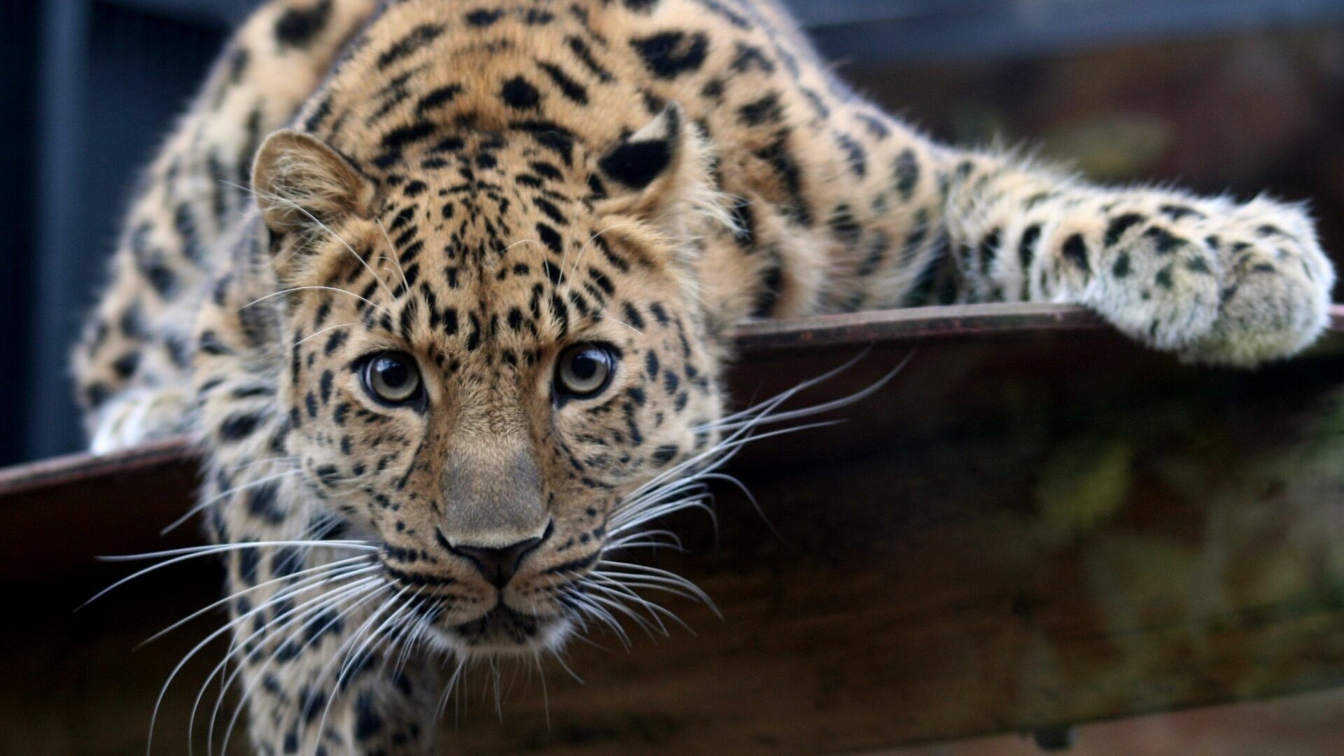 Житель Татарстана продает на Авито леопарда