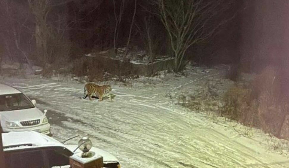 В Приморском крае по улицам поселка прогулялся любопытный тигр (ВИДЕО)