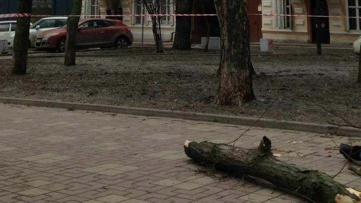Упавшее в центре Ростова дерево убило девушку