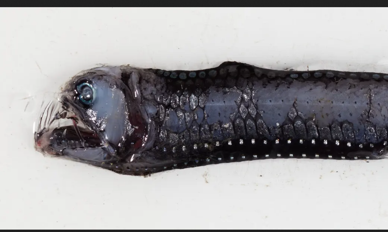 Рыба-гадюка обнаружена у Кокосовых островов в Индийском океане