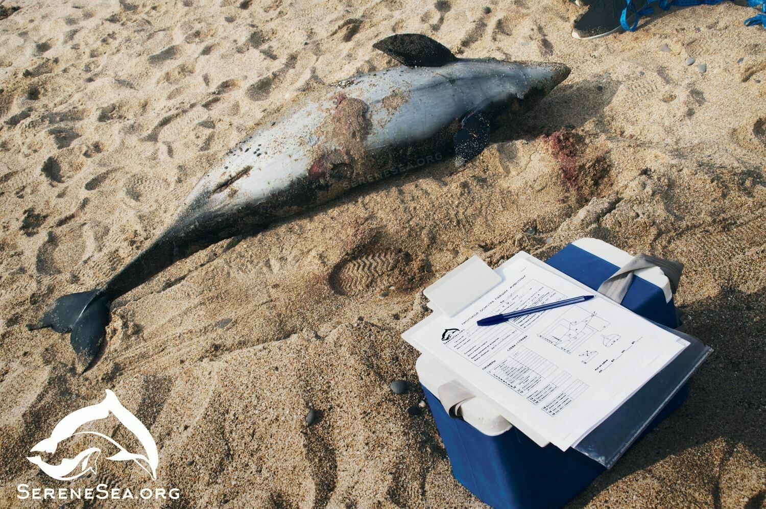 Жертвы рыбаков: в Крыму - массовая гибель дельфинов