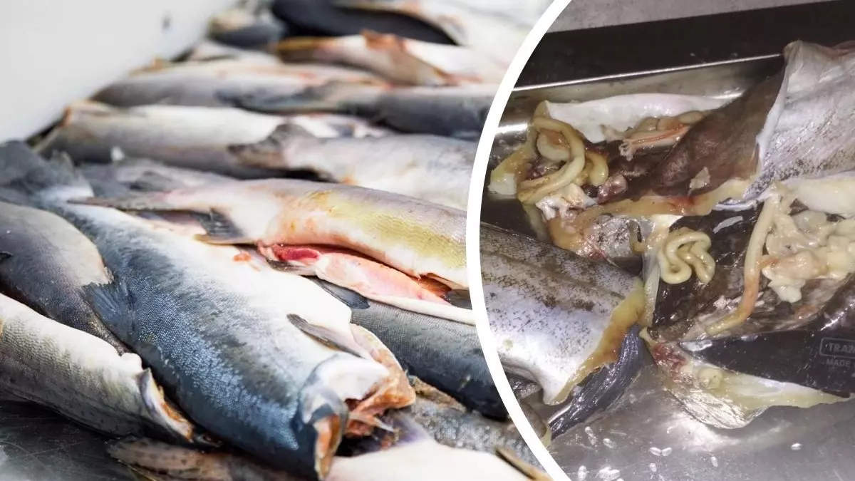 «Разрезала, а там черви»: россияне жалуются на негодную рыбу в магазинах
