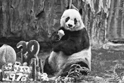 Старейшую в мире панду усыпили в Гонконге по этическим соображениям