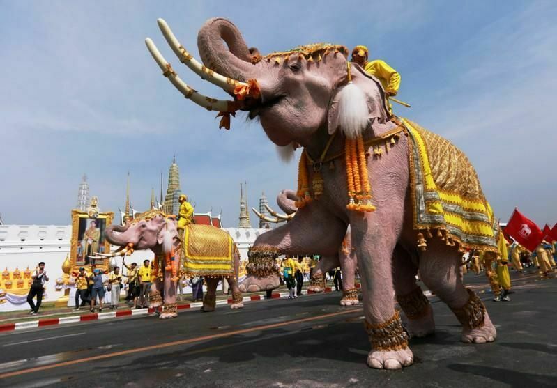57% слонов, развлекающих туристов в Таиланде, страдают от нервного тика