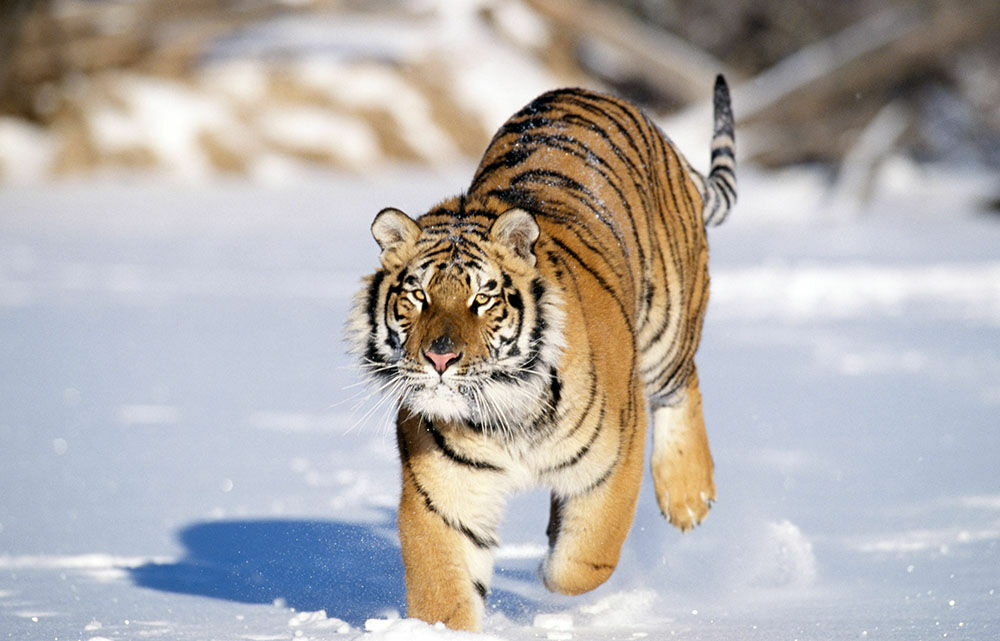 В Приморье пытаются поймать странного тигра