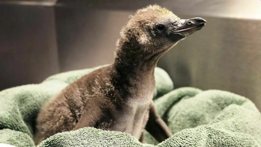 Однополая пара пингвинов высидела птенца в американском зоопарке