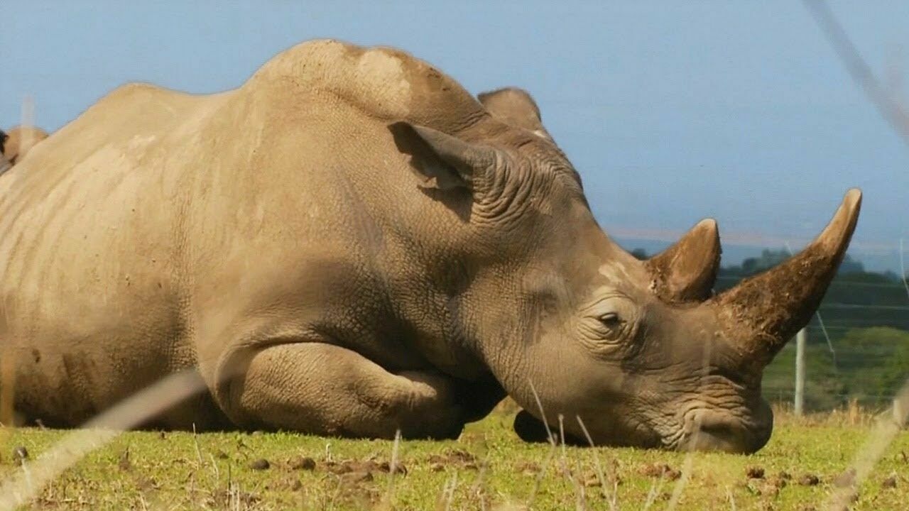 В Италии создали искусственно эмбрионы вымирающего носорога