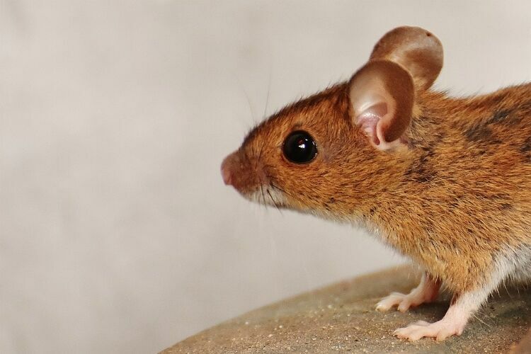 В российском заповеднике обнаружили самую большую в мире мышь