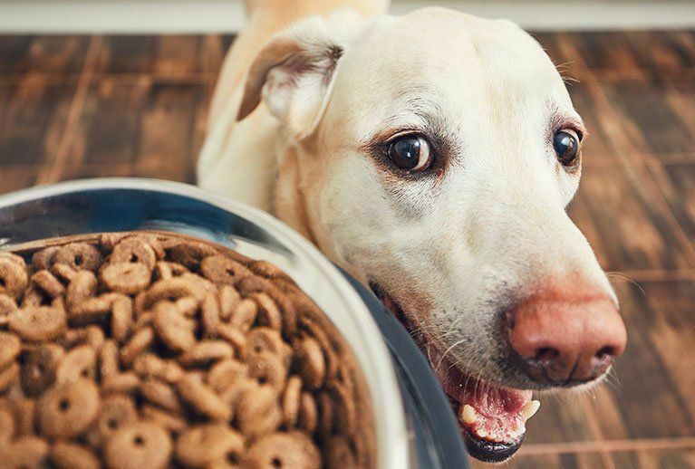 Ветеринары составили рейтинг собак по склонности к ожирению